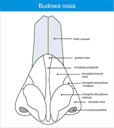 budowa nosa